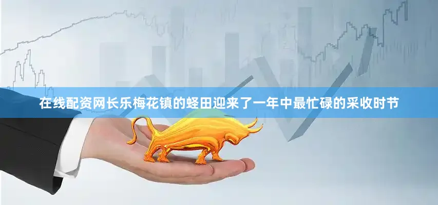 在线配资网长乐梅花镇的蛏田迎来了一年中最忙碌的采收时节